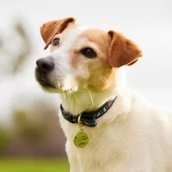 Disney Critters Dog Collar -Magic Mode Shop 6504048310005M 2